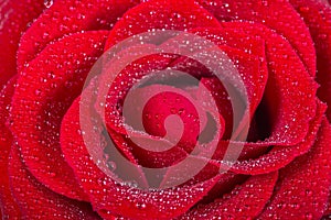 Macro picture a beautiful red rose with water drops