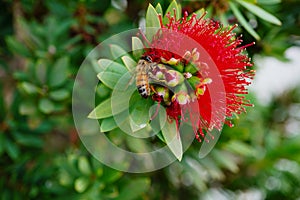 Macro picture of bee and Red Bottlebrush Callistemon Citrinus tree and flower in winter