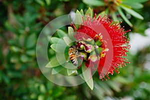 Macro picture of bee and Red Bottlebrush Callistemon Citrinus tree and flower in winter