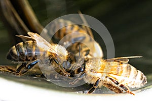 Macro picture of beekeeping photo