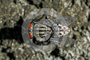 Macro picture of cluster fly top view