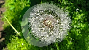 Macro picture of a dandelion