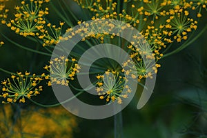 macro picture of dill blossoms on a green background