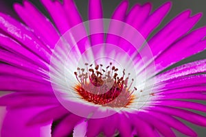 Macro picture of flower of Delosperma