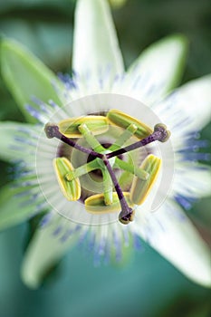 Macro picture of a flower pistil