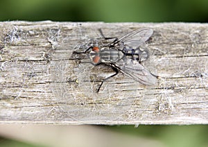 Macro picture of a fly