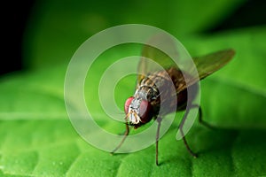 Macro picture of fly on green leaf