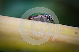 Macro picture of Fly on the leaf