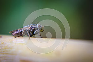 Macro picture of fly on the leaf