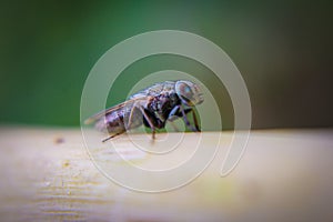 Macro picture of fly on the leaf