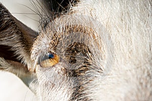 A macro picture of a goat`s eyes