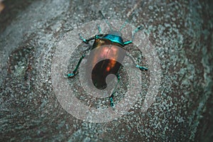 Macro picture of a Japanese beetle on a rock