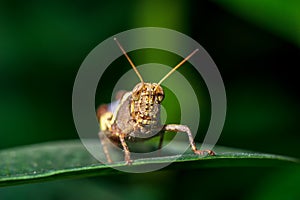 Macro picture of locust on green leaf nature close up background