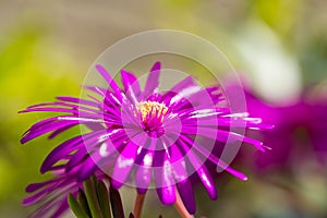 Macro picture of a pink flower photo