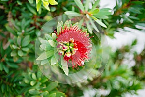 Macro picture of Red Bottlebrush Callistemon Citrinus tree and flower in winter