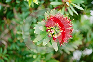 Macro picture of Red Bottlebrush Callistemon Citrinus tree and flower in winter