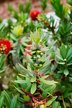 Macro picture of Red Bottlebrush Callistemon Citrinus tree and flower in winter