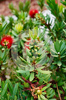 Macro picture of Red Bottlebrush Callistemon Citrinus tree and flower in winter