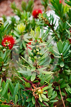 Macro picture of Red Bottlebrush Callistemon Citrinus tree and flower in winter