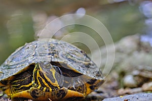 Macro picture of trachemys scripta, american marshy turtle