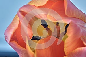 Macro picture of tulip flower