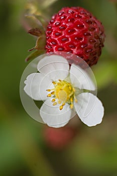 Macro picture of wild strawberry flower and strawberry