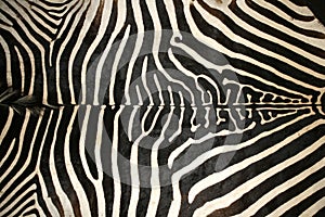 Macro picture of a zebra skin texture as a background