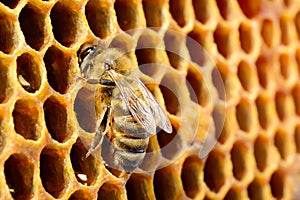 Macro pictures of bee in a beehive on honeycomb with copyspace. Bees turns nectar into fresh and healthy honey. Concept photo