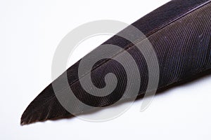 Macro pigeon feather on a white background. Close-up of feather structure