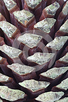 Pine cone macro photo