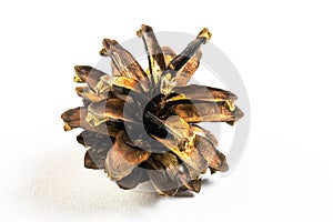 Macro pine cone on a white background