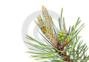 Macro of pine twig