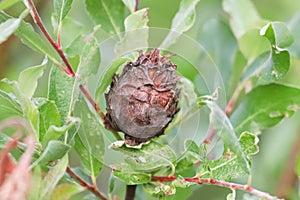 Macro of a pinecone gall on a willow tree
