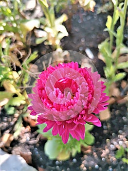 Macro pink aster flower  in sunny  september