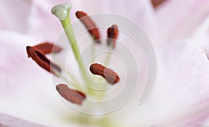 Macro pink big lily flower with soft focus. Abstract close up petal blur background.