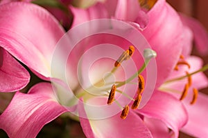 Macro pink big lily flower with soft focus. Abstract close up petal blur background.