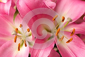 Macro pink big lily flower with soft focus. Abstract close up petal blur background.