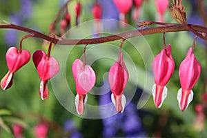 Macro pink bleeding heart flowers against a green and purple background