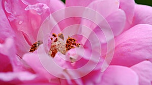 Macro of pink blossom rose