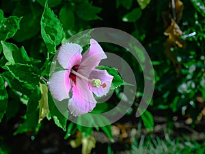 macro pink bud endemic dominican republic landscape