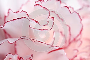 Macro Of Pink Carnation Flower