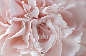 Macro pink carnation flower pastel background