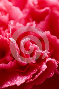 Macro of pink carnation flower with water droplets