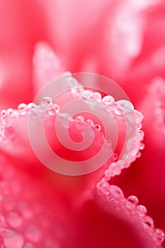 Macro of pink carnation flower with water droplets