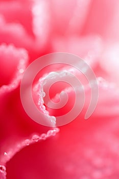 Macro of pink carnation flower with water droplets