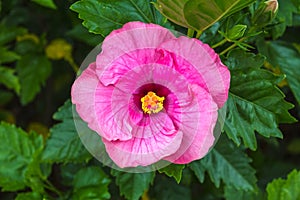 Macro of pink China Rose flower (Chinese hibiscus, Hibiscus rosa
