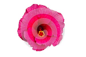 Macro of pink China Rose flower Chinese hibiscus  isolate on white background.Saved with clipping path