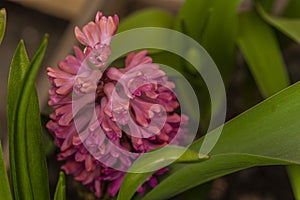 Macro pink color blossom of hyacinth flower in color fresh day