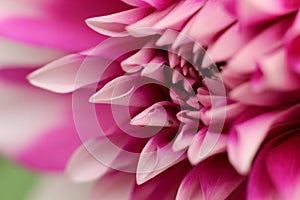 Macro of a pink color dalia flower closeup