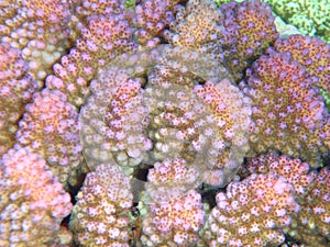 Macro of a pink coral